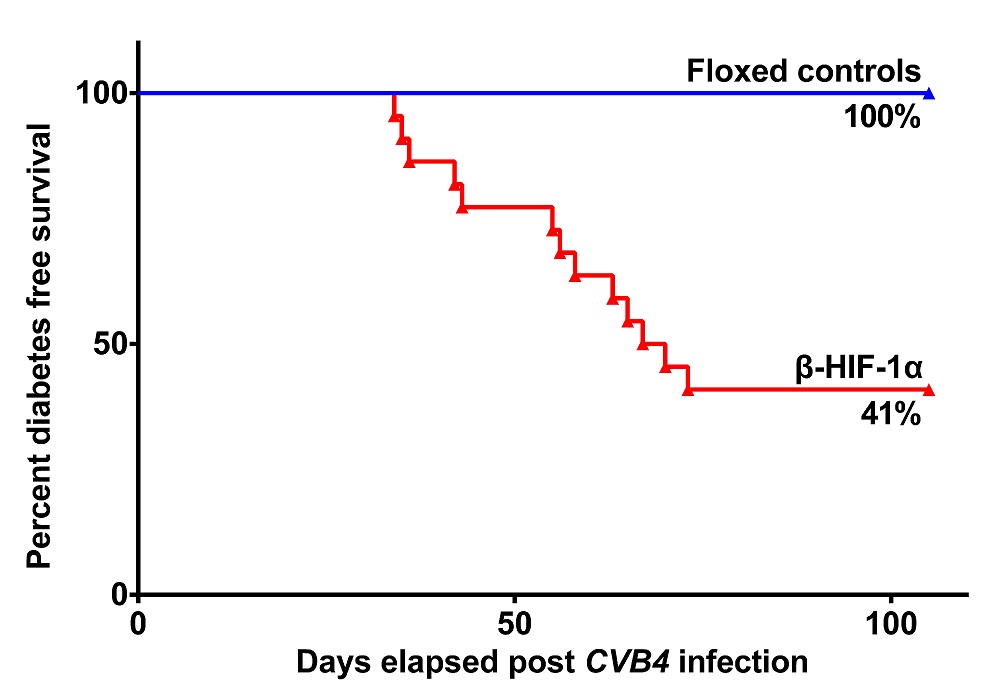 574a5718a4c48-Long-term+survival+curve+CVB4.jpg