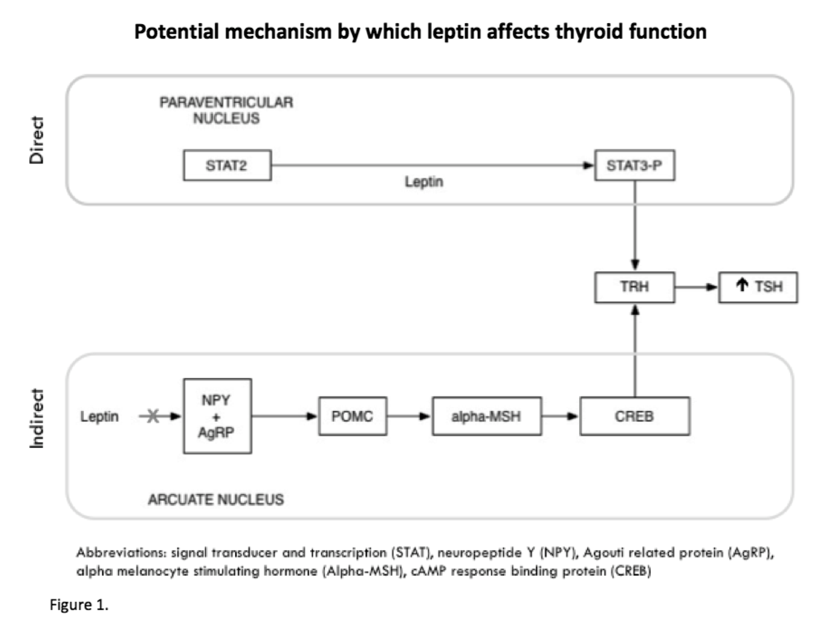 5767e481cd9a6-leptin+cropped.png