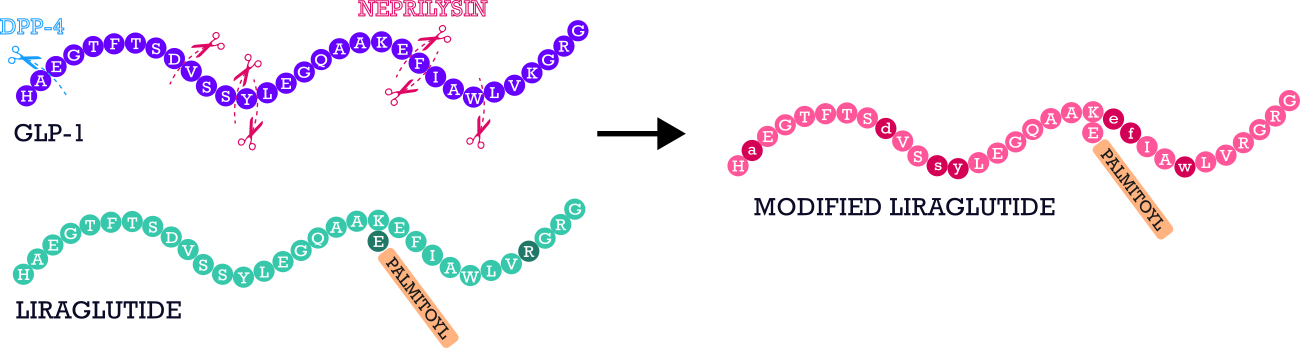 67e65b96b9bb0-glp-1+lir+modlir.png