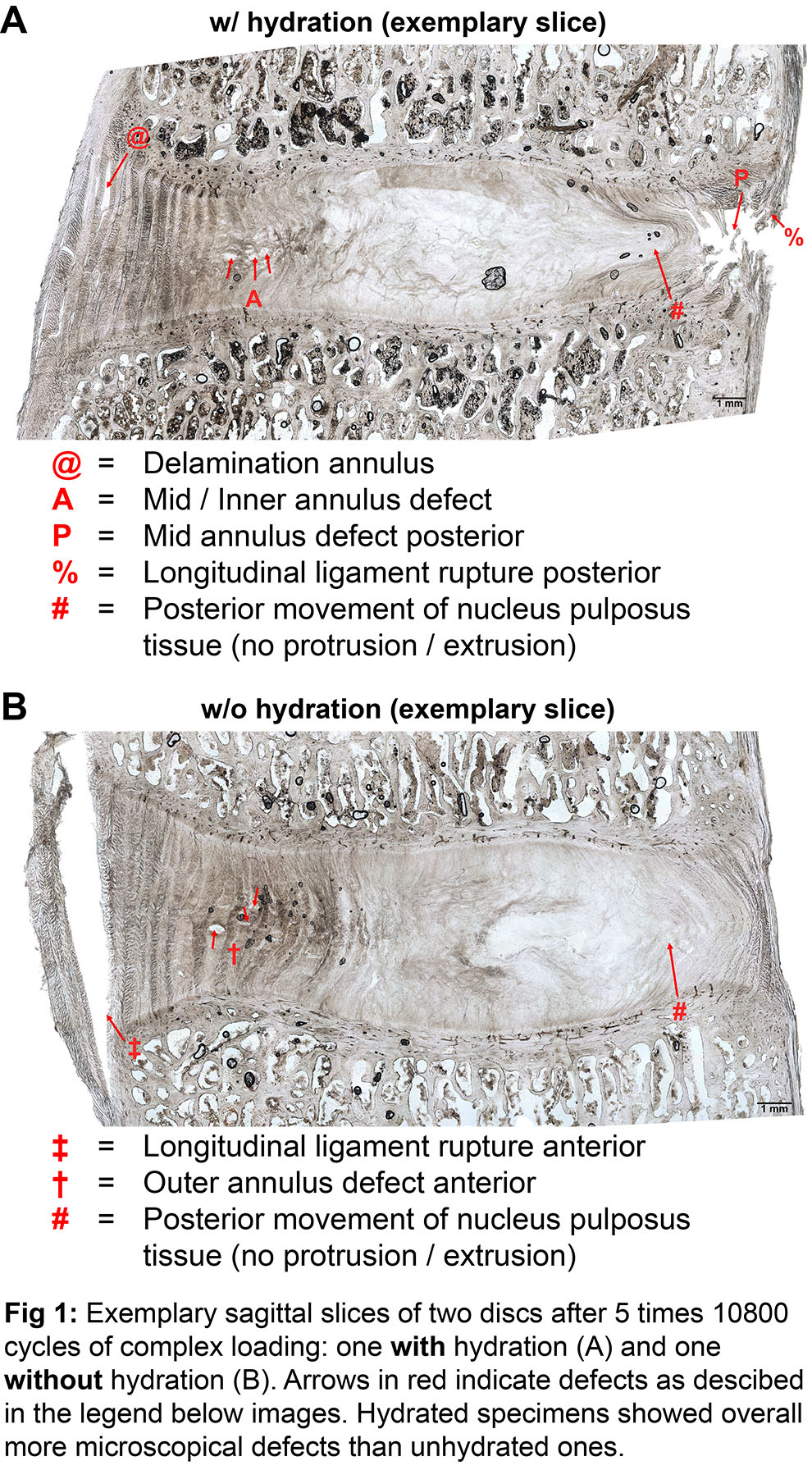 6735fafb32249-Fig1-Histo_JJ_2024-11-14.jpg