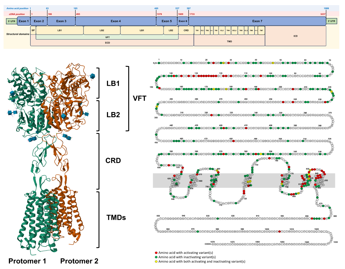 69e78bfde028d-CASRdb+figure.png
